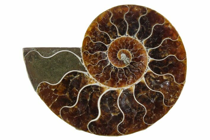 Cut & Polished Ammonite Fossil (Half) - Madagascar #354181